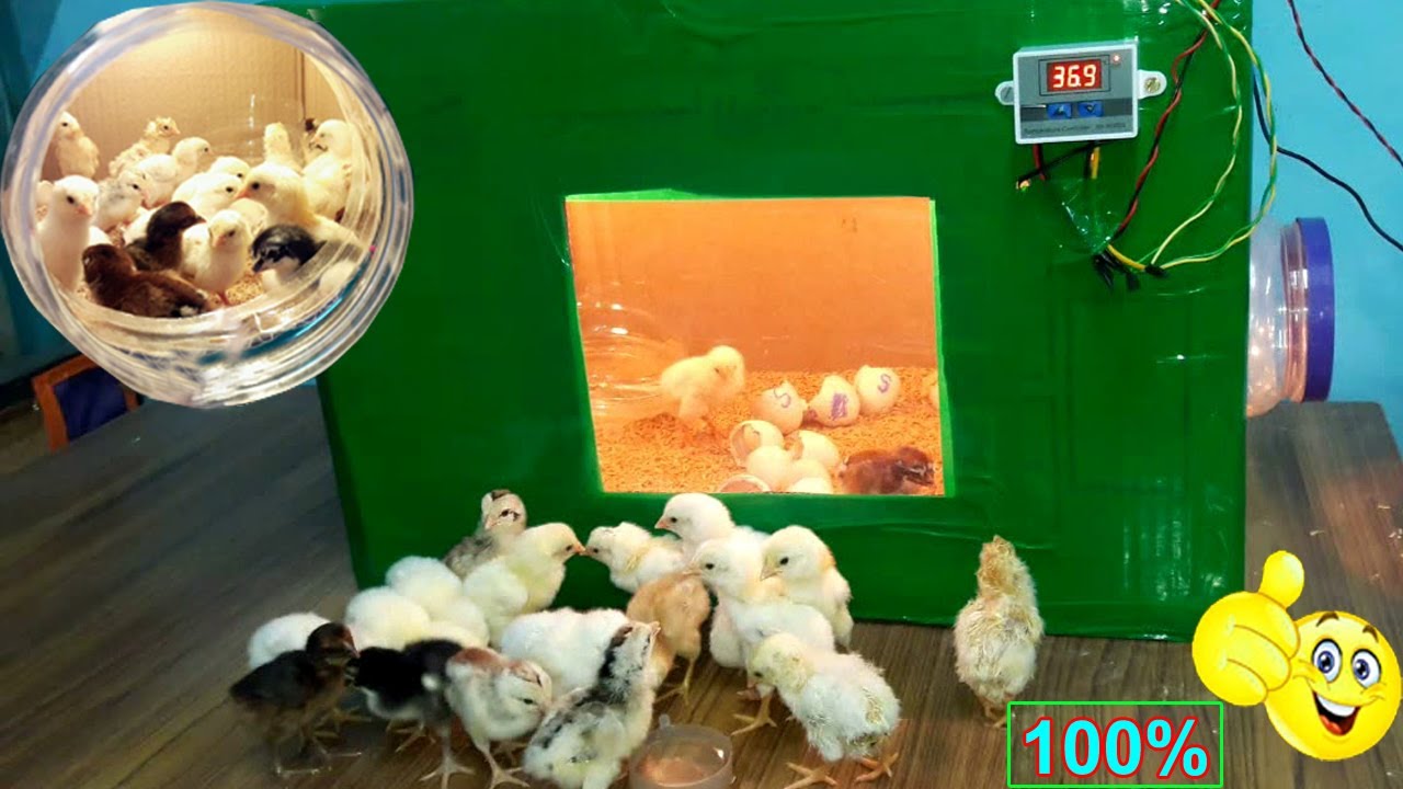 BEST INCUBATOR FOR CHICKEN EGGS WITH 100% EFFICIENCY | DIY-HOMEMADE EGG INCUBATOR