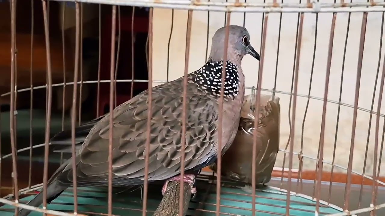 433 ( BÃO TỒN) bổi nổi thổ đồng phóng rước hay thúc gù kèm bo hay cứng gù ae kêt đt 0393317436