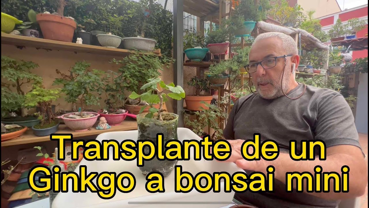 🌱  Transplante de un GINKGO BILOBA mini bonsai (Mame)