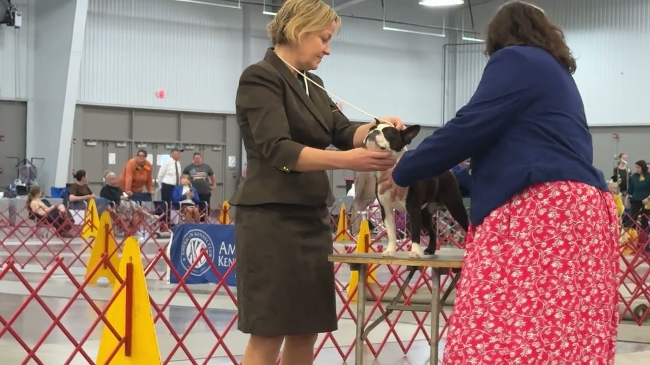 2025–05-25 Boston Terrier Breed Judging Day 3 Show 4 Doswell VA