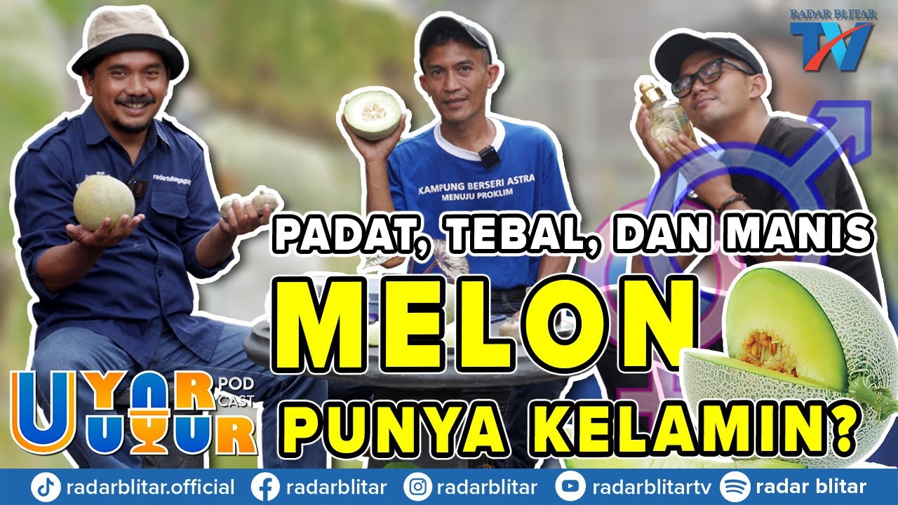 OPPA KOREA BERCOCOK MELON || SARANGHAE FARM BLITAR (UYAR-UYUR #4)