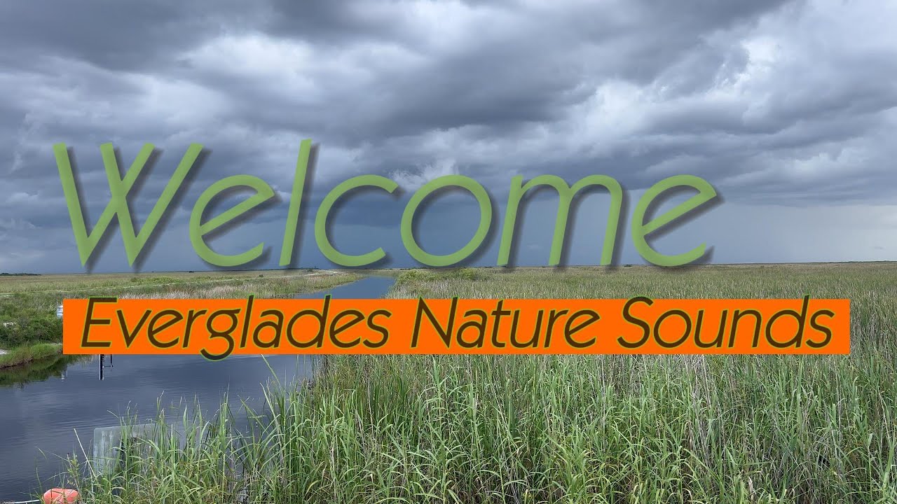 Relaxing Nature Sounds of the Everglades, Florida | 2 Hours of Tranquil Wilderness