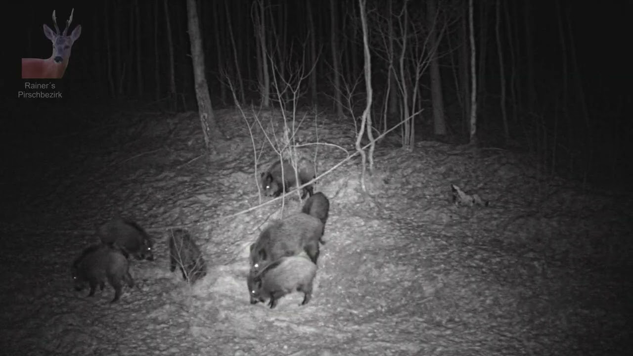 Stille im Schnee Wenn das Wild heimlich zieht