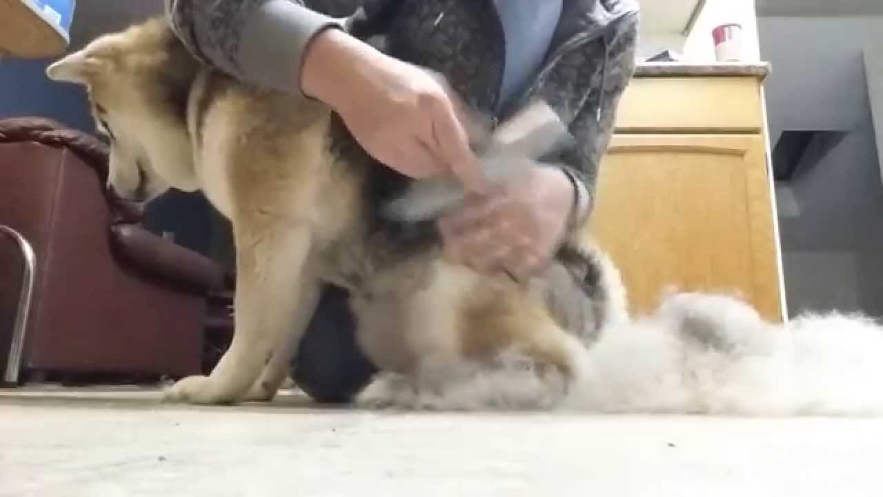 Line combing a Shedding Shiba Inu