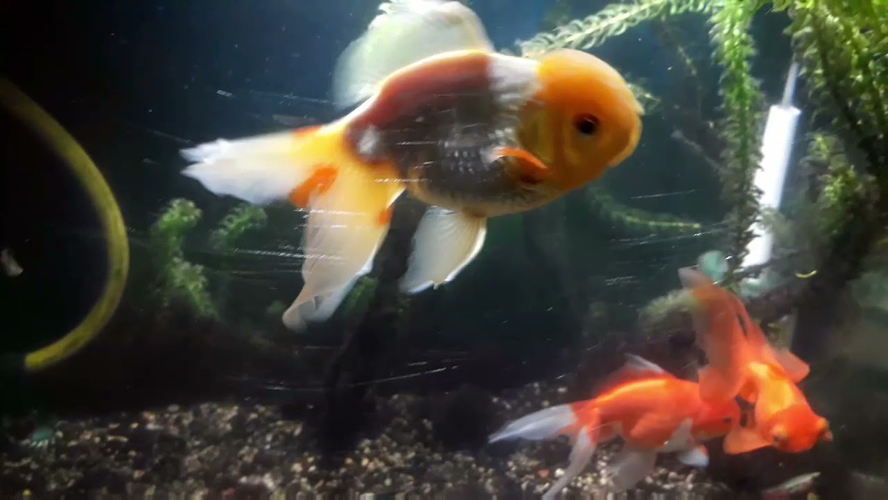 FILTRACION MECANICA PARA GOLDFISH