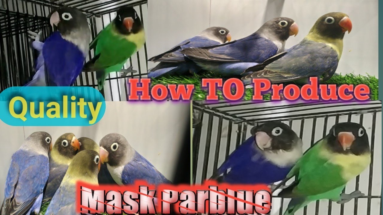 How To Produce Quality Mask parblue Love Birds|मास्क पारब्लू लव बर्ड्स मे नये रंग  कुआलिटी कैसे बनाऐ