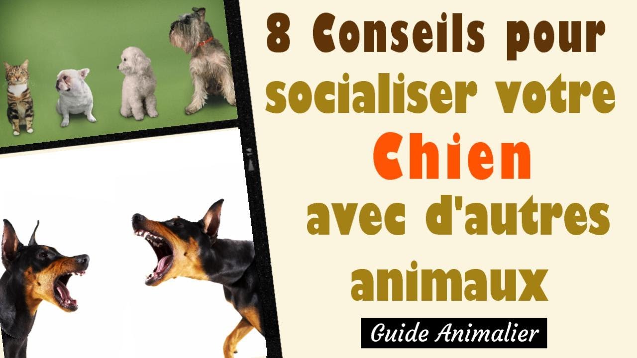 8 Conseils pour Socialiser votre Chien avec d'autres Animaux 🐶
