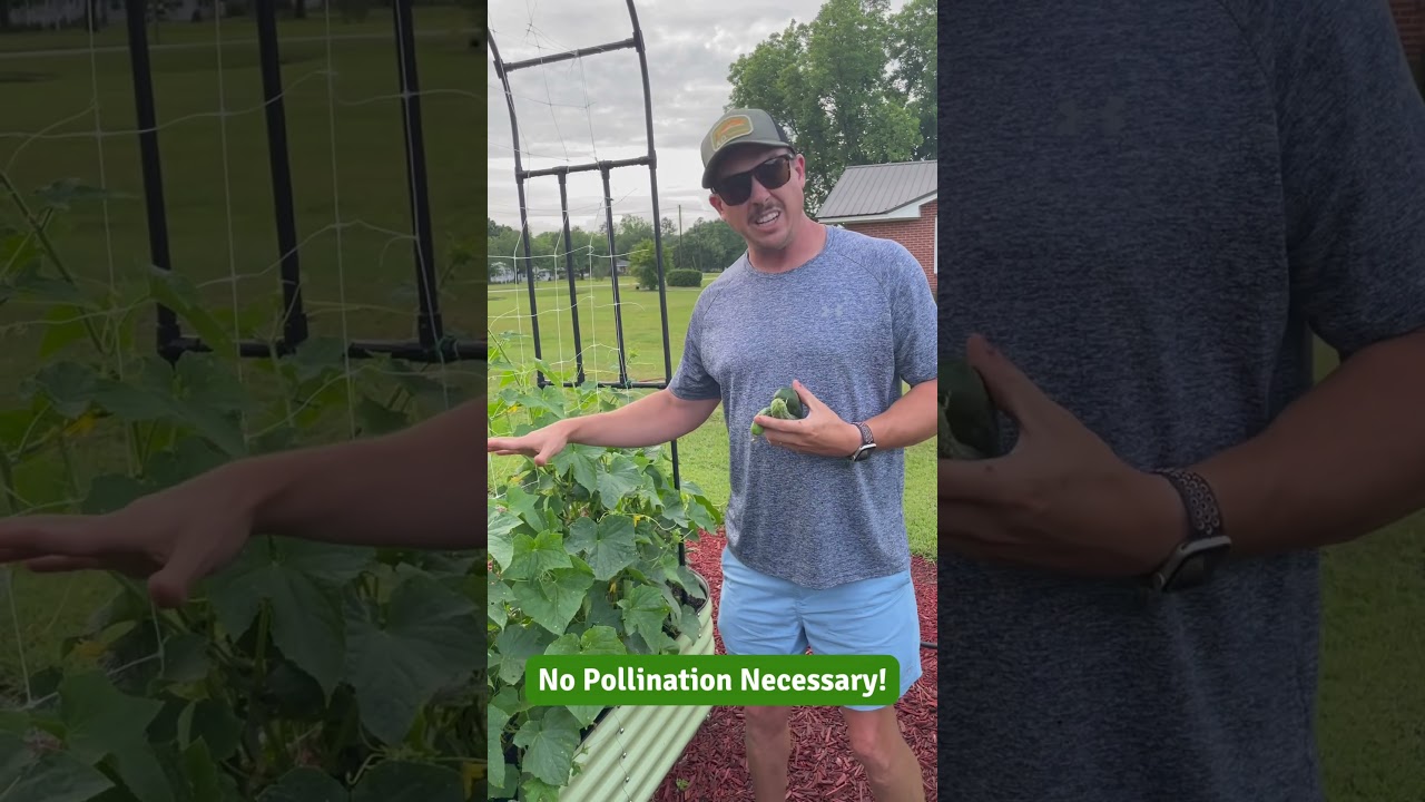 Cucumbers That Don&rsquo;t Need Pollinators! 🥒