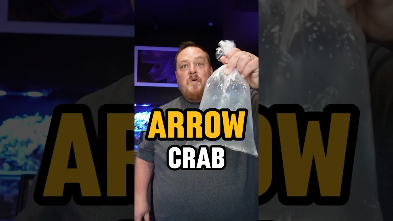 Arrow Crab 🦀 