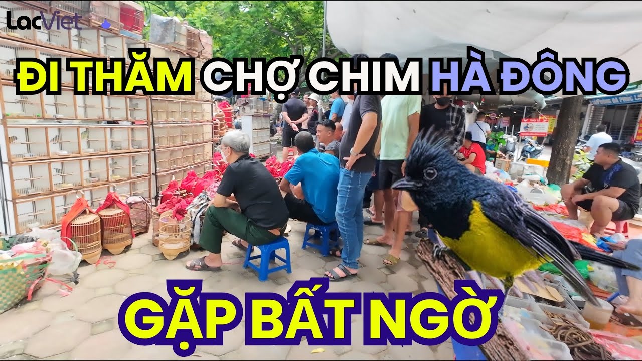 Gặp bất ngờ tại CHỢ PHIÊN CHIM CẢNH Yên Phúc Hà Đông ( Chợ chim cảnh to nhất Miền Bắc )