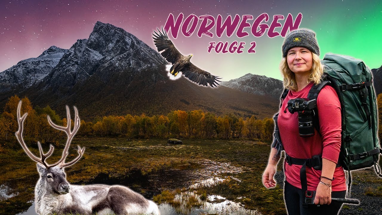 Nordische Wildnis hautnah: Wildtiere, Nordlichter & Abenteuer in Norwegen 🇳🇴 | Folge 2