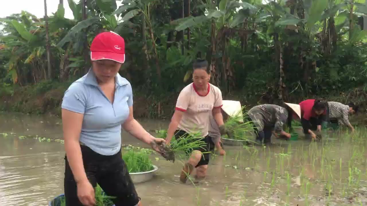 Techniques Cultivation Rice Ancient - Homeless Life
