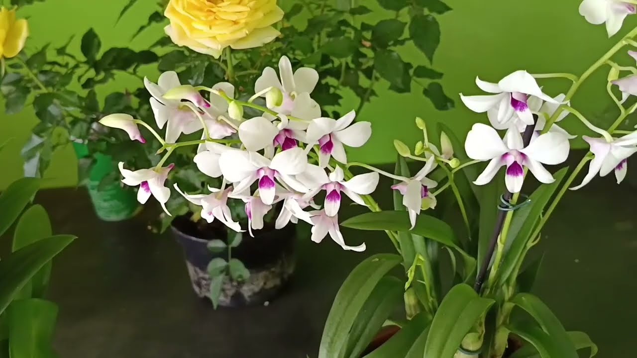 VOCÊ FAZ REPLANTE DA SUA ORQUÍDEA FLORIDA?#orchid #flores  #replante 