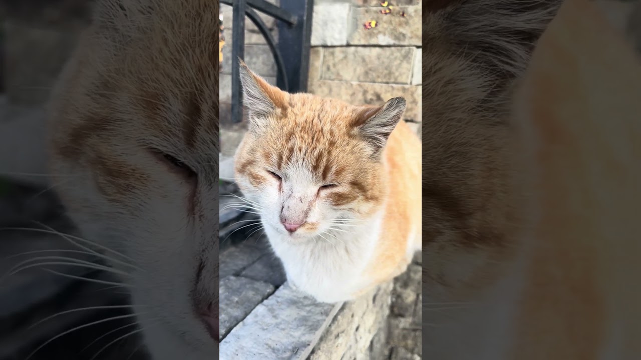 Sweet Sleep on the Fence   #sarıpişik #heyvanlar #cat #orangecat #sleepycat #animalshorts #shorts