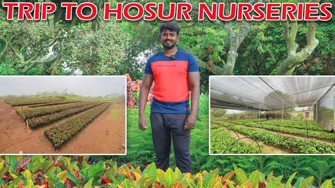 ஓசூர்க்கு செடி வாங்க கெளம்பியாச்சு!!! | PLANTS WHOLE SALE NURSERIES IN HOSUR | SHOPPING VLOG