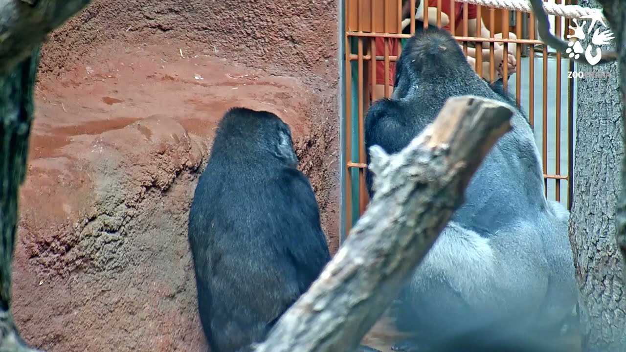 Spojování goril začalo. Pražští nováčci poprvé spatřili zbytek skupiny