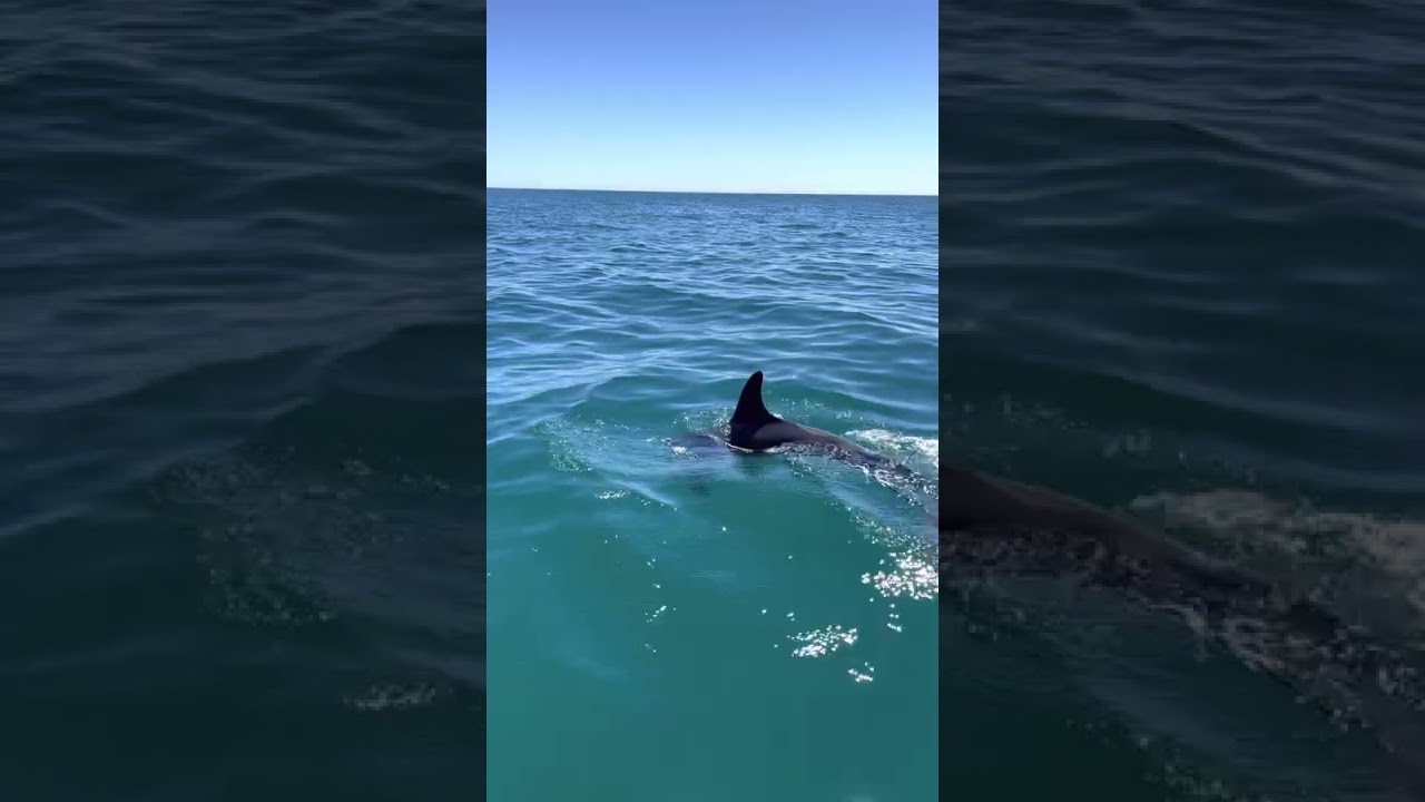 Observação de Golfinhos - Dolphin Watching