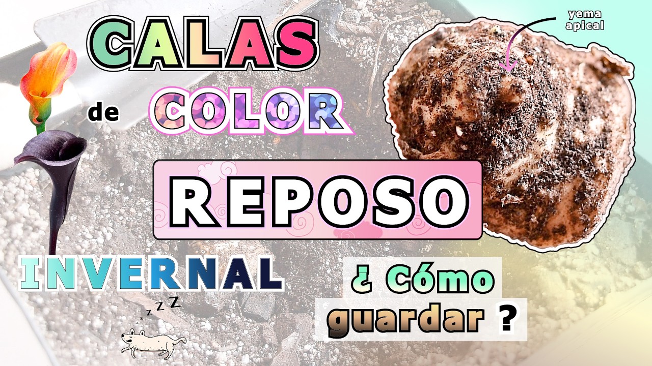 ¿Cómo guardar CALAS de COLOR ?🌷| REPOSO invernal | 2 FORMAS | #calas #flores