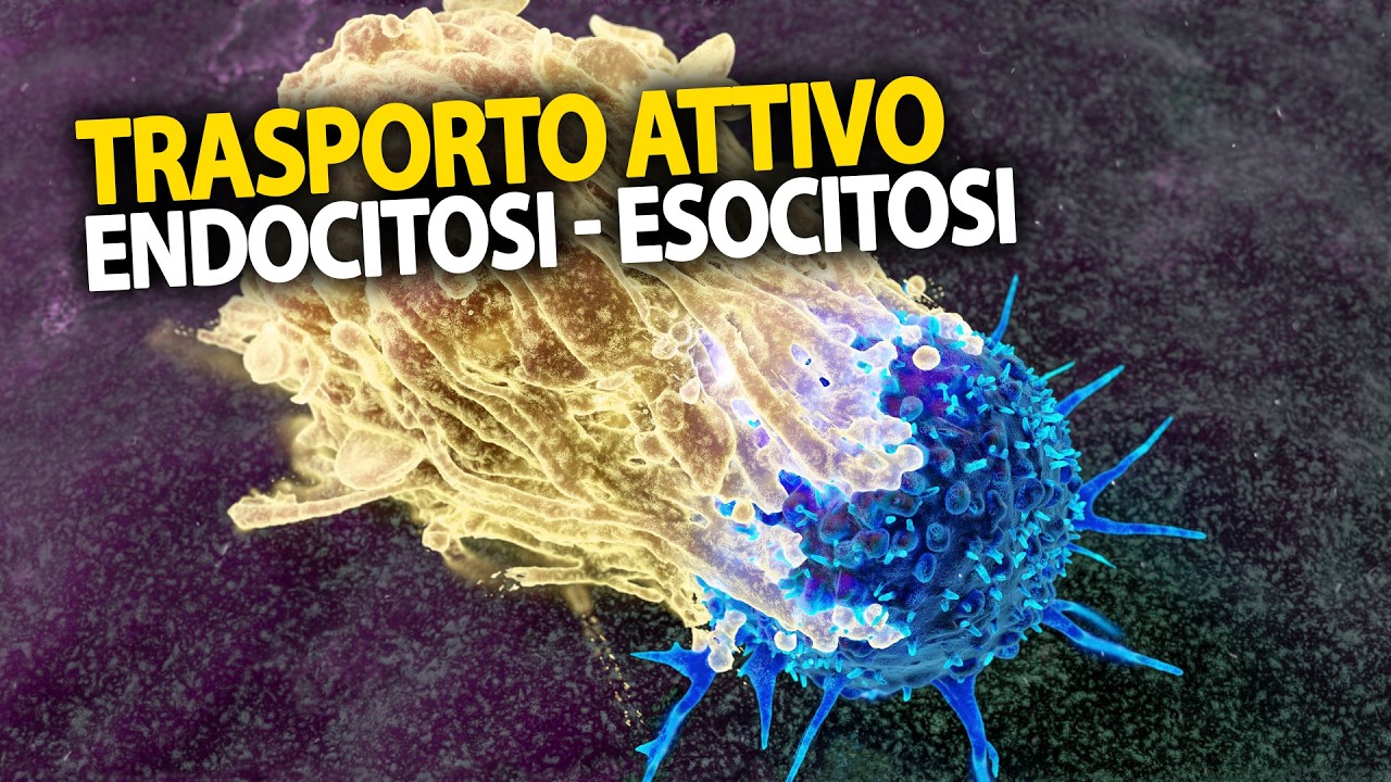 Trasporto attivo, endocitosi ed esocitosi
