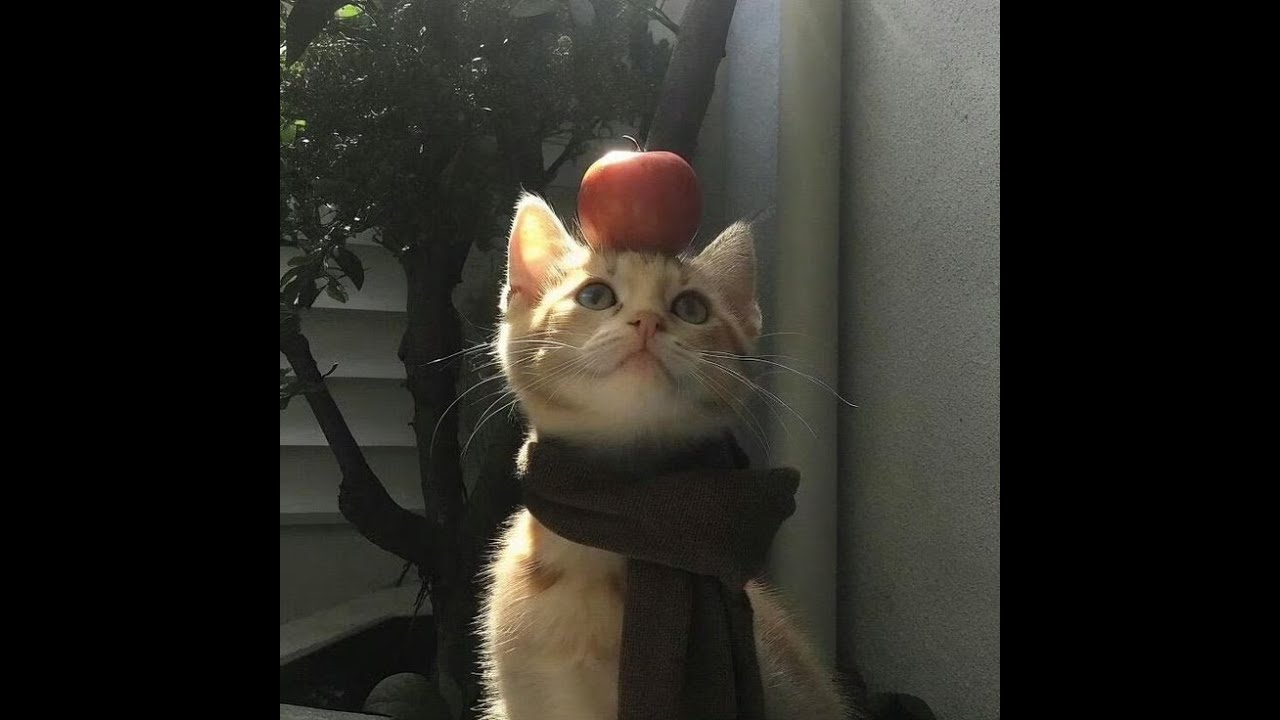 you're my favourite apple.