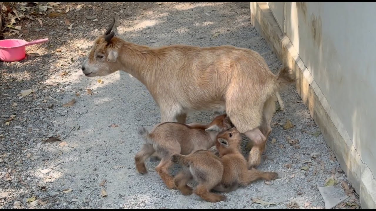 La mami ya esta con sus bebes