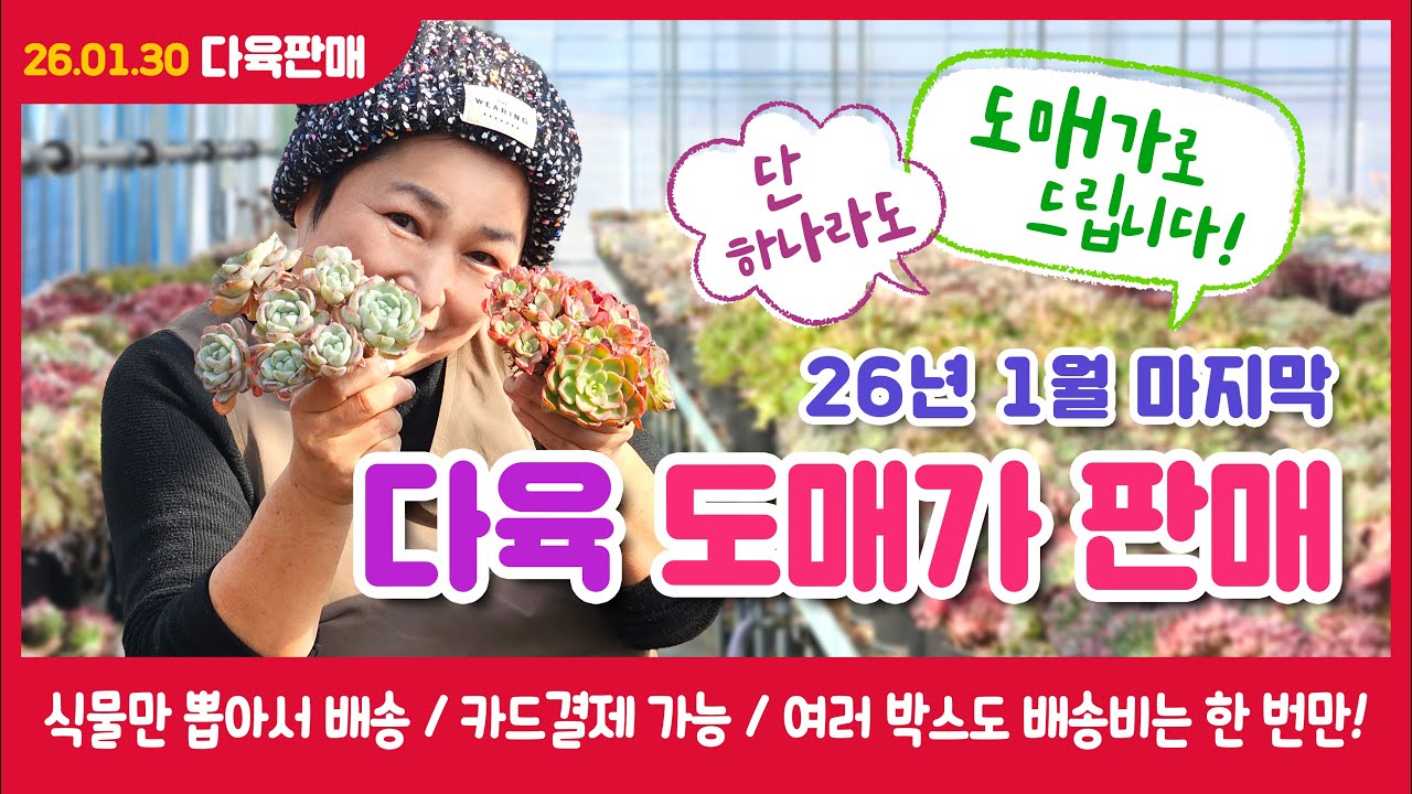 2026년 1월 마지막 다육특가판매: 하나라도 도매가로 드려요![2026.01.30]