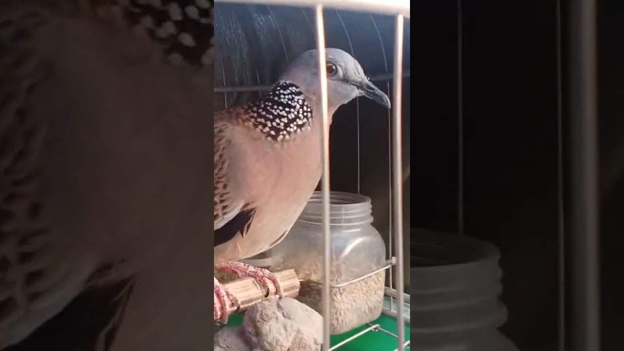 Hàng độc lạ 3lổ mũi sắm tho bài bag đang cập phong rước tốt ae cần Zalo 0353323880