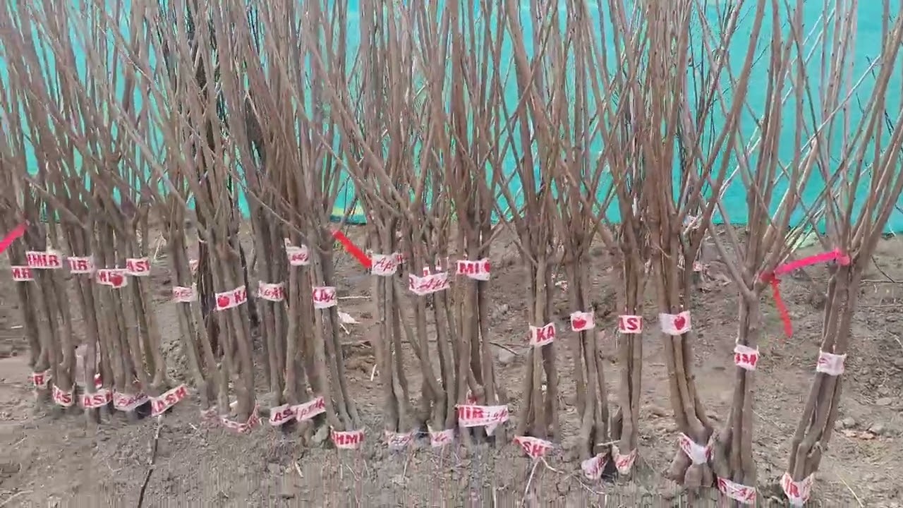 #kunroo #nursery #wanpoh All plants are available #shorts #plants 