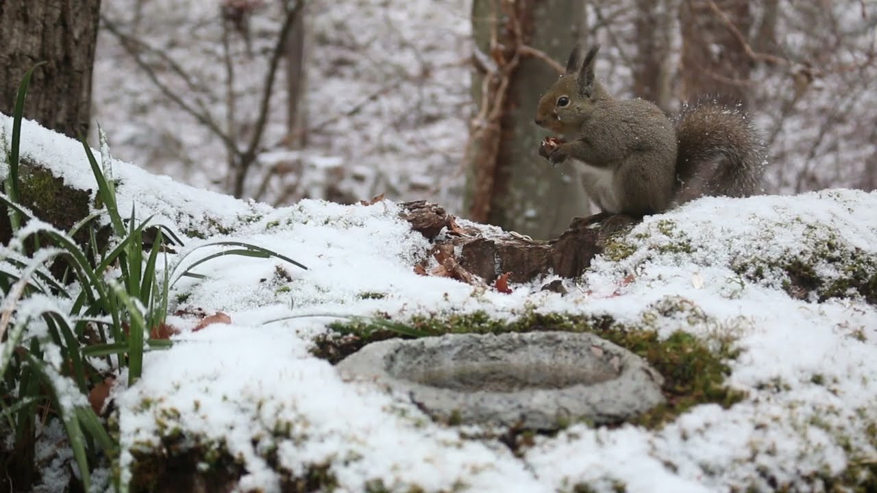 今日のニホンリス　２月２５日