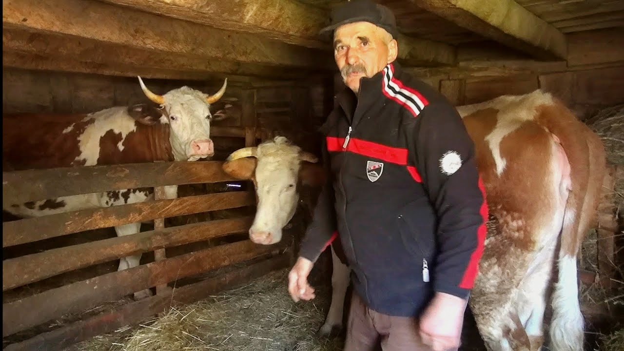 Posjeta domaćinstvu Savić za Vaskrs.Vrijedni domaćin prodaje krave jer ......
