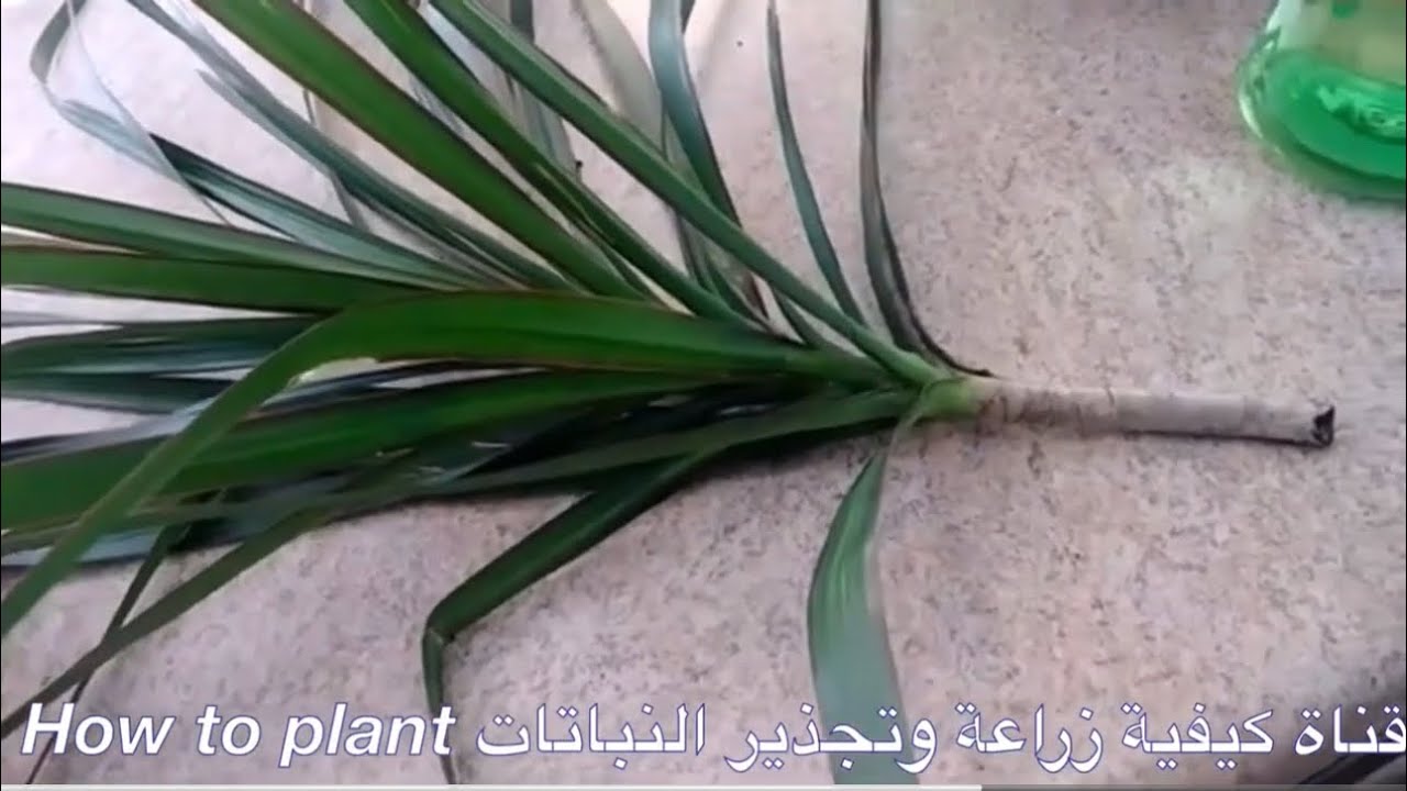 اكثار الدرسينا بطريقتين مع نتيجه الاكثار لعمر سنه والعنايه بالنبات اضاءه الري التسميد نوع التربه