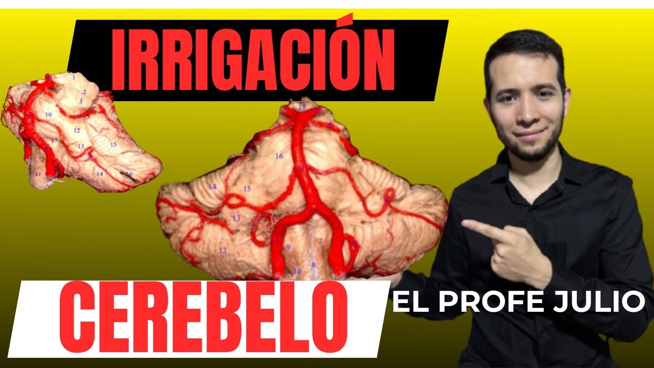 🧠Irrigación del CEREBELO / ¡Arterias cerebelosas PICA, AICA, SCA fácil!
