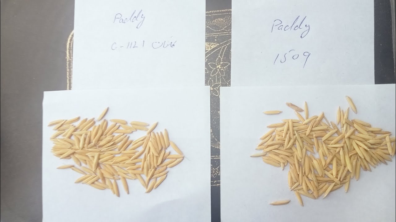 Paddy C1121 & Paddy 1509 difference