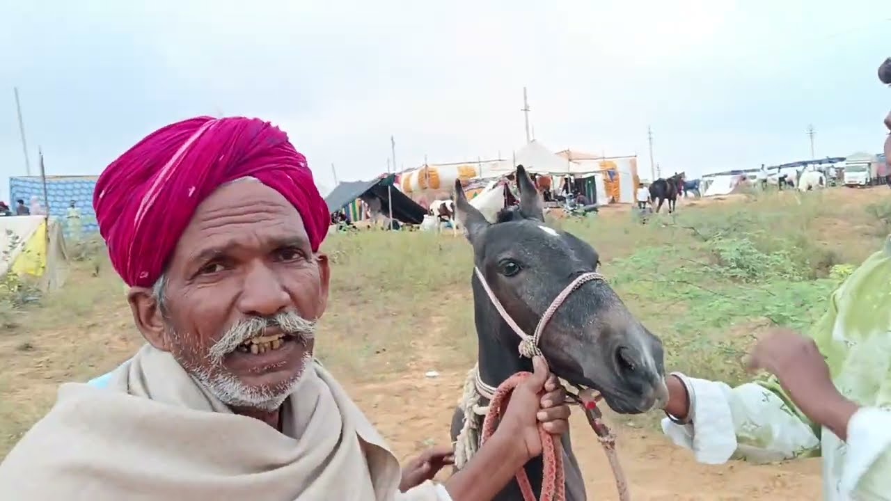 पुष्कर पशु मेला (2025)part2vip horse🐎#puskarmela#pushkar#camelfair#viral#terndin#vlog#horse#festival