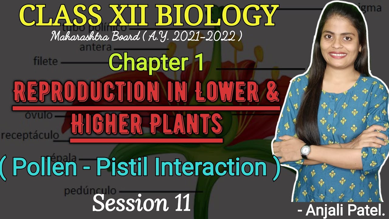 Class XII Biology - Reproduction in lower and higher plants - Pollen - Pistil Interaction