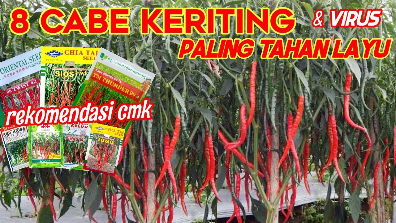 8 BENIH CABE MERAH KERITING TERBAIK!! TAHAN VIRUS & LAYU!!!