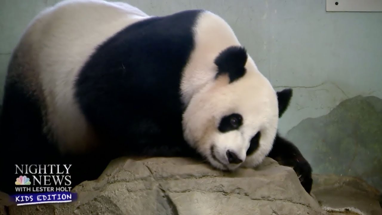 Smithsonian&rsquo;s National Zoo&rsquo;s New Giant Panda Cub Has Internet Buzzing | Nightly News: Kids Edition