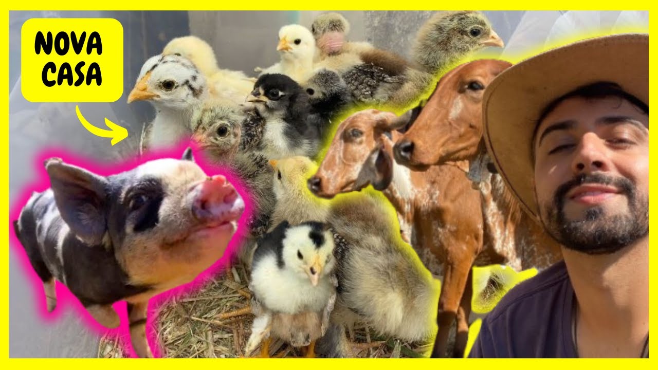 Nova Casa dos Pintinhos - Será que Teremos Um Mini Porco de pet - Atualização das Vacas | Gutejando