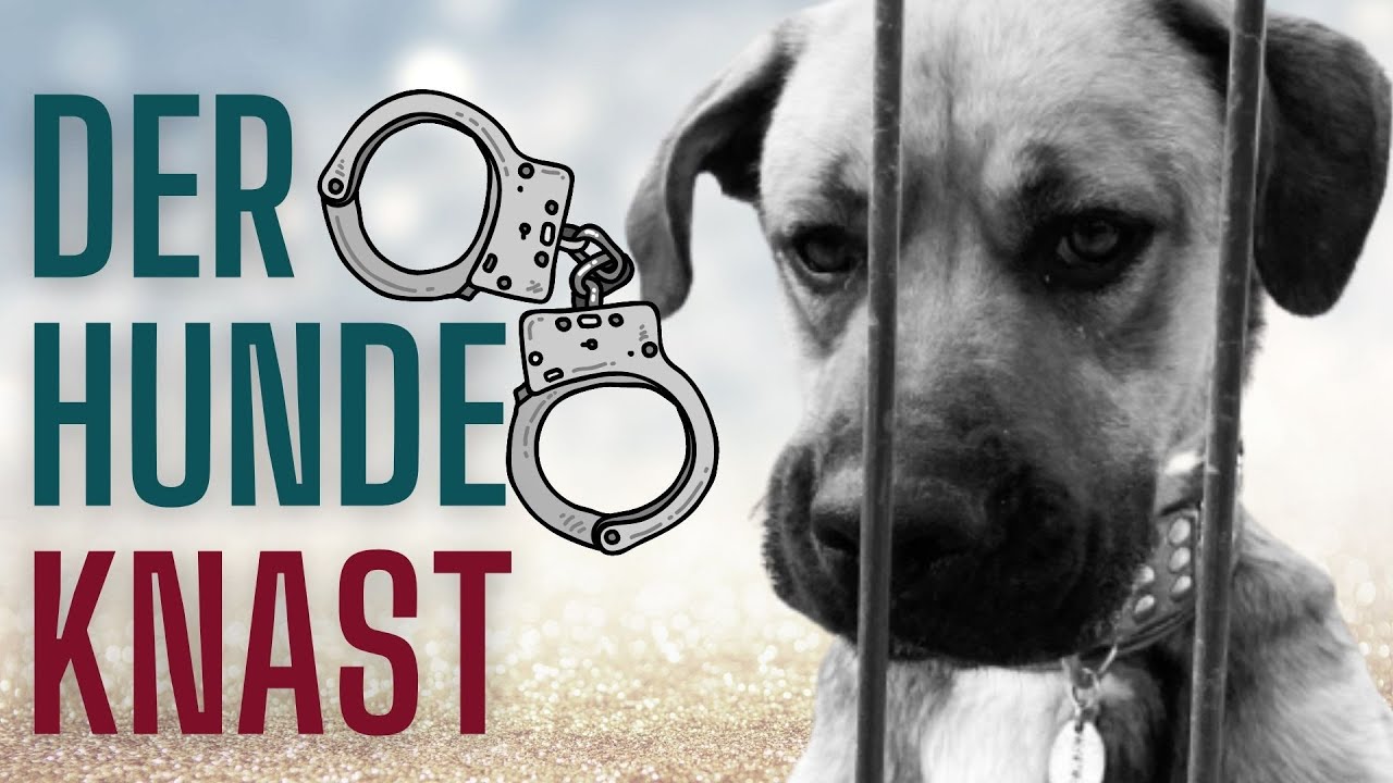 Der Hundeknast 👮🏻‍♀️ Meine Hausregeln