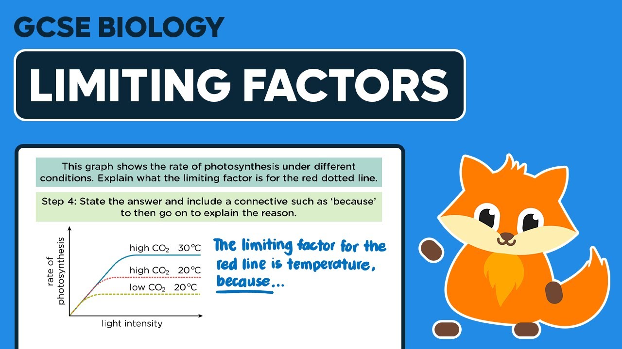 Photosynthesis Limiting Factors - GCSE Biology