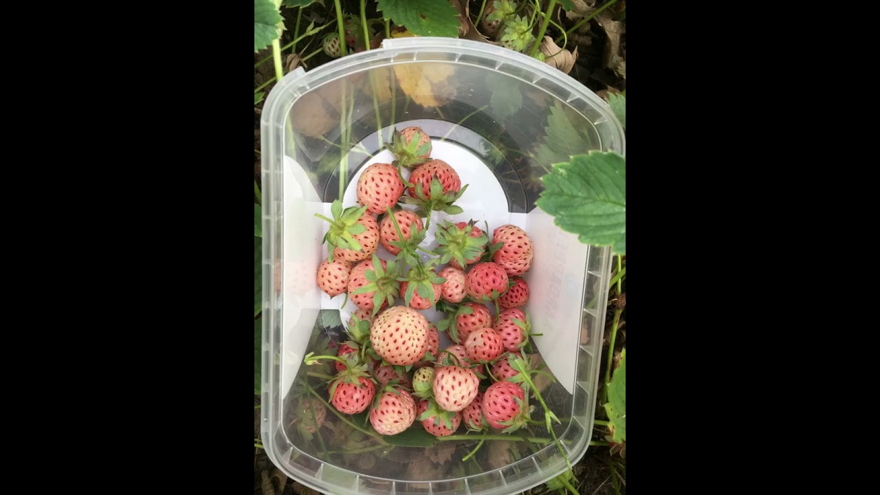 Pineberry | Beyaz &ccedil;ilek |Ananas aardbei| Fresas Blancas |Strawberry