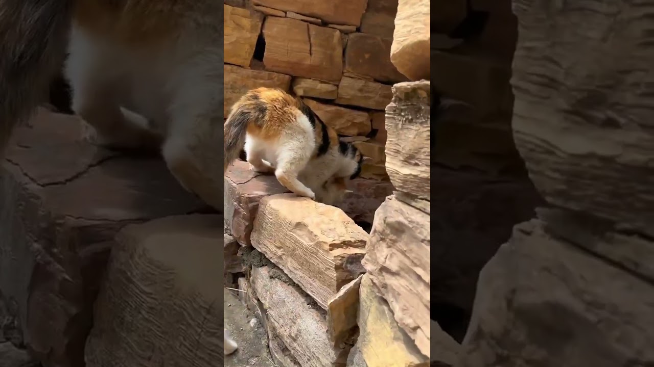 Mother Cat Adopts a Cute Puppy Dog Cat Golden Sun Original