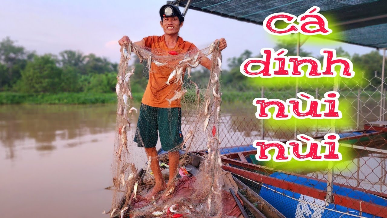 Cá Dính Đầy Tay Lưới, Kiểu Này Về Nhà Là Vợ Thưởng Liền | #66TV #fishing