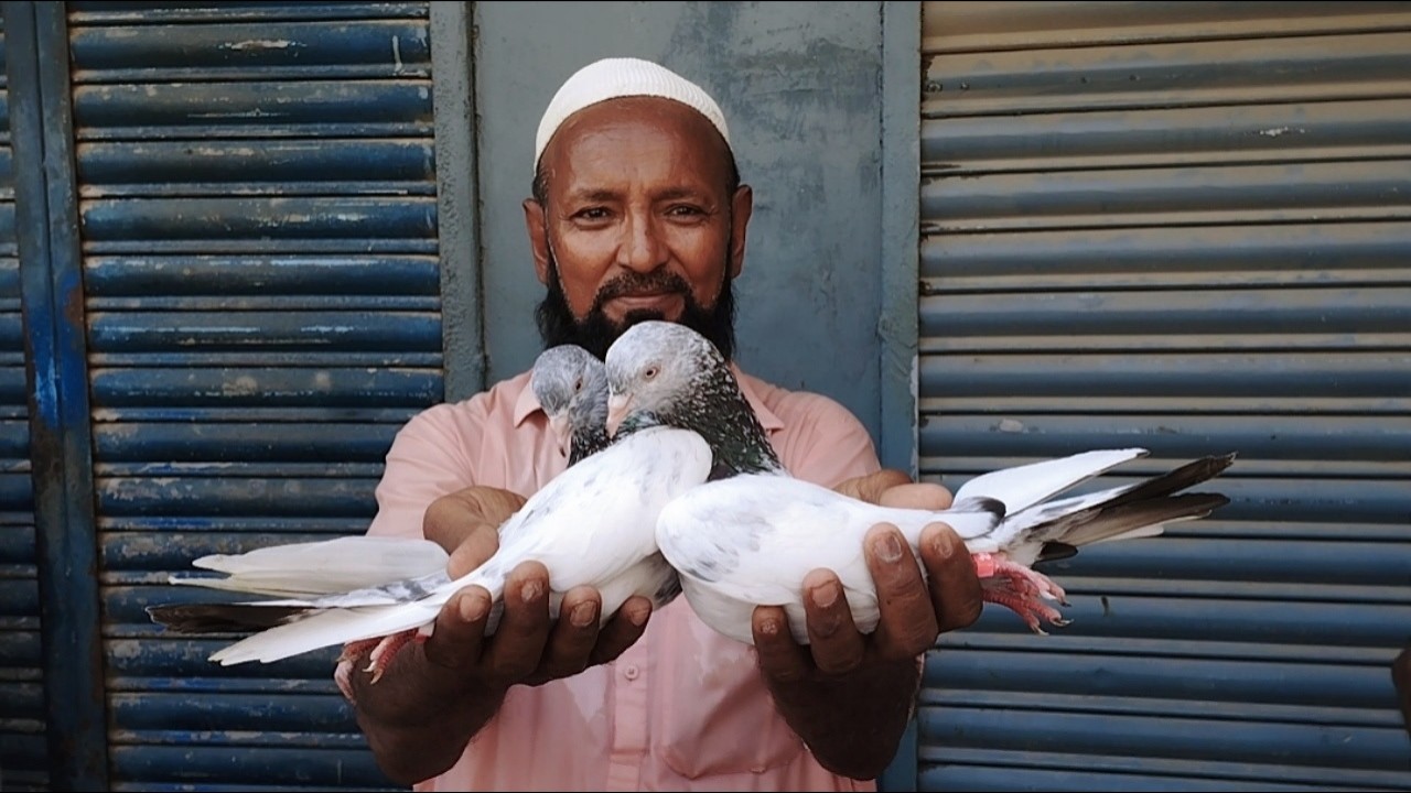 Karachi Biggest Sunday Kabootar Market 😯 Highflyers & Lowflyers Pigeons in Market 😍