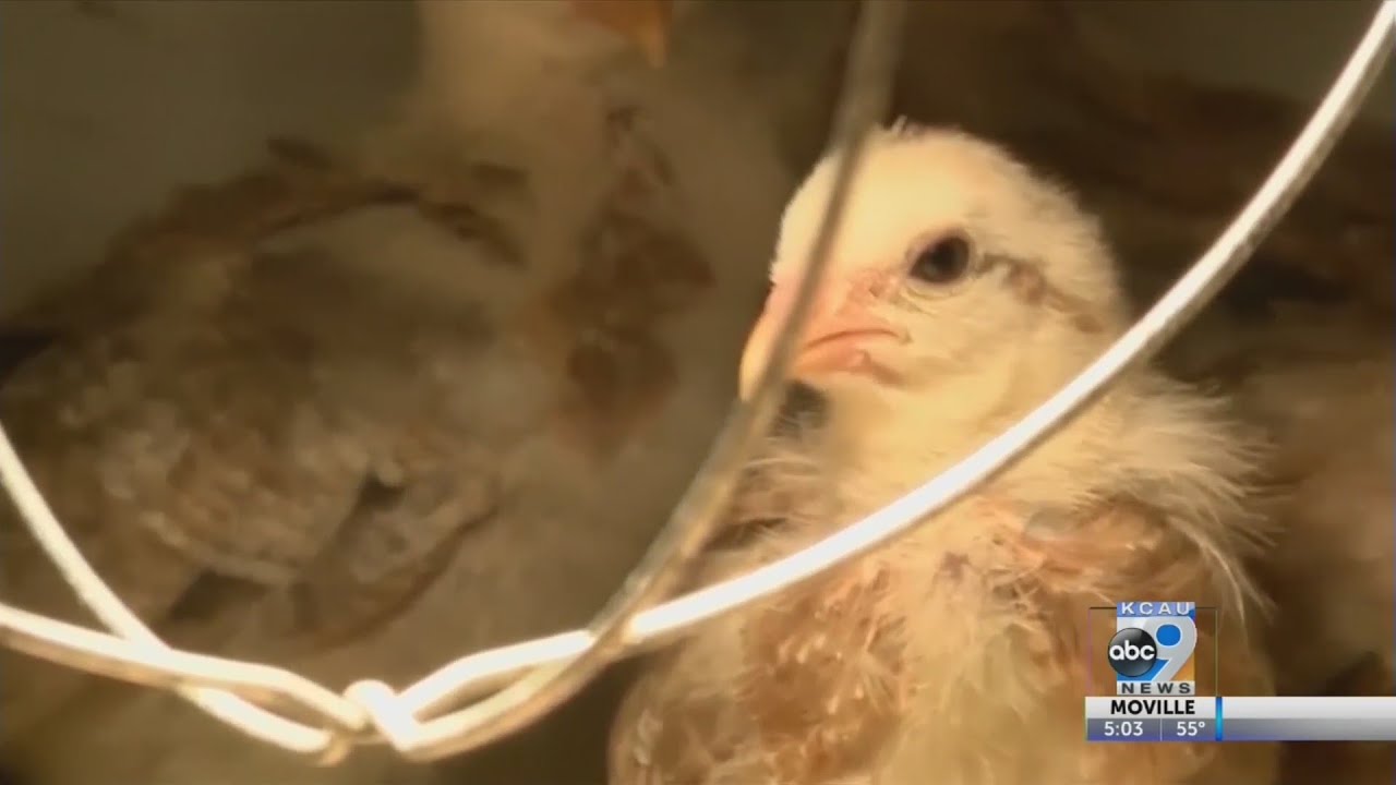 Iowa egg farm sues over damage from bird flu disinfection