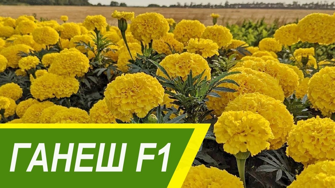 ГАНЕШ F1 бархатцы прямостоячие - Добрые Семена.ру