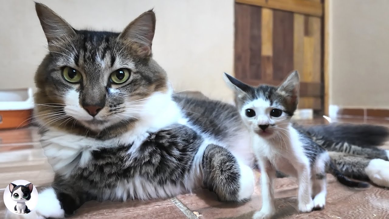 Kittens Meet Big Cats For the First Time!