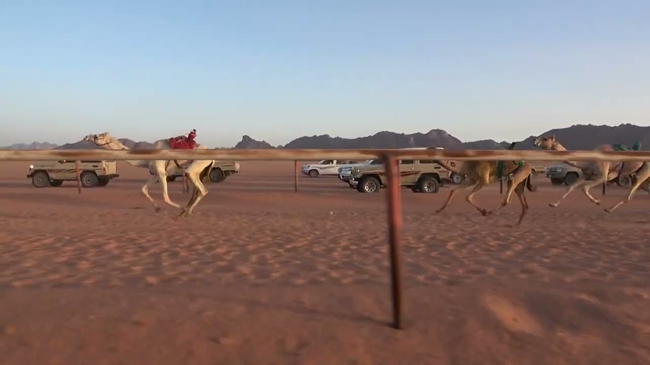 الشوط الرئيسي لسن الثنوات والحيل والزمول6كم(أشواق)لـ مفلح حمدان  سلمان الحويطي1447/8/26