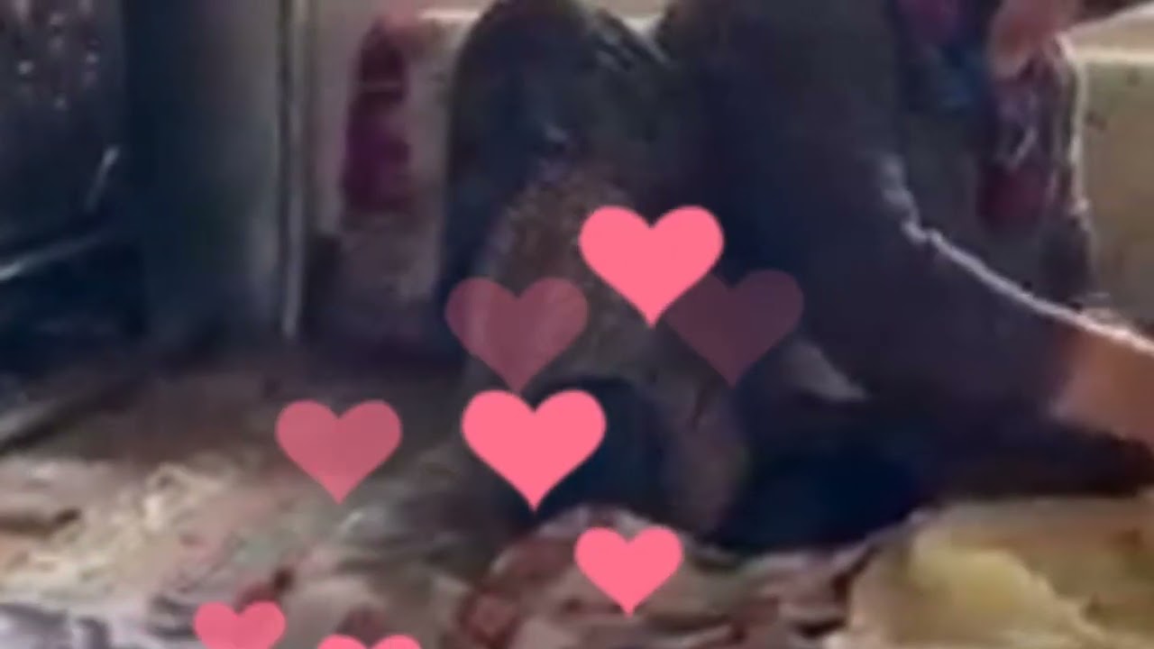 iç Anadolu Kürtçe Ağıt Cihanbeyli Canbeg Kelhasan Ağıdı