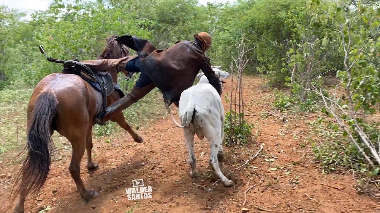 Pega de Boi Pé de Porteira de Bita de Filó, é assim o trabalho e a dedicação